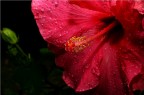 Fiore Fiore