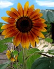 Il girasole Il girasole