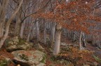 sottobosco d'autunno