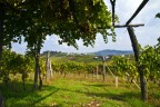 Vigneto Vigneto