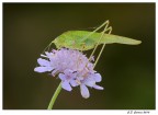 grillo verde grillo verde