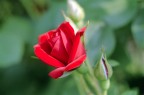 La Rosa 2 La Rosa 2
