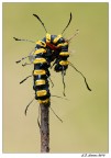 Acronicta Acronicta