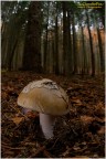 Amanita............ Amanita............