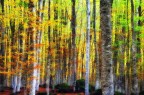 Wood Wood