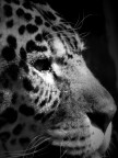 Leopardo Leopardo