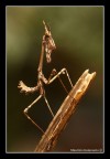 empusa pennata empusa pennata