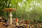 Amanita Muscaria