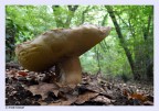 nel bosco nel bosco