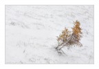 Prima neve Prima neve
