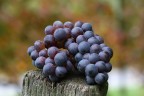 vendemmia vendemmia