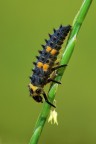Larva di coccinella Larva di coccinella