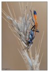 Ammophila procera Ammophila procera