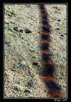 serpente corallo serpente corallo