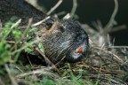 Nutria Nutria