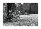 Nel parco