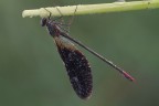 Calopteryx haemorrhoidalis Calopteryx haemorrhoidalis