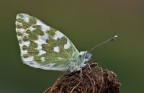 Pontia edusa Pontia edusa