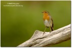 Pettirosso(Erithacus rubecula)