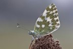 Pontia edusa Pontia edusa
