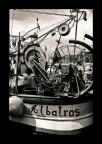 Albatros