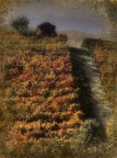 Autunno in Langa Autunno in Langa