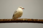 Gabbiano II Gabbiano II