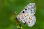 Parnassius apollo