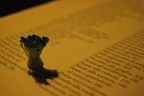 Amore è dedizione Amore è dedizione