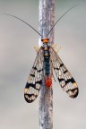 Mosca scorpione 2 Mosca scorpione 2