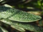 macro macro