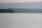 "Sapore "di lago "Sapore "di lago