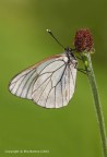 Pieride del biancospino (Aporia crataegi) Pieride del biancospino (Aporia crataegi)