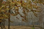 Teatro d'autunno Teatro d'autunno