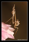 empusa pennata 2 empusa pennata 2