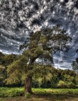 Quercia (hdr) Quercia (hdr)