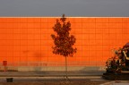 albero albero