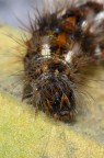 testa di Acronicta rumicis testa di Acronicta rumicis