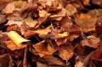 Si sta come, d'autunno, sugli alberi, le foglie. Si sta come, d'autunno, sugli alberi, le foglie.