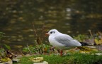 Animali ad Amsterdam #: Gabbiano Animali ad Amsterdam #: Gabbiano