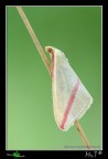 ...Rhodometra sacraria... ...Rhodometra sacraria...