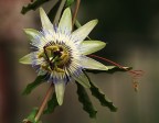 Passiflora
Commenti e critiche sempre gradite.