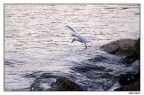 Alba un Gabbiano Alba un Gabbiano