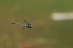 al volo 2 al volo 2