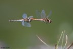 Accoppiamento in volo Accoppiamento in volo