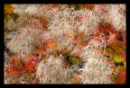 autunno autunno
