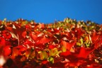 Colori d'autunno Colori d'autunno