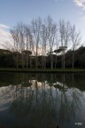 Alberi Alberi