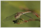 Dragonfly Dragonfly