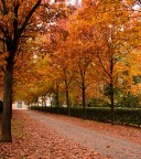 Autunno a Rho